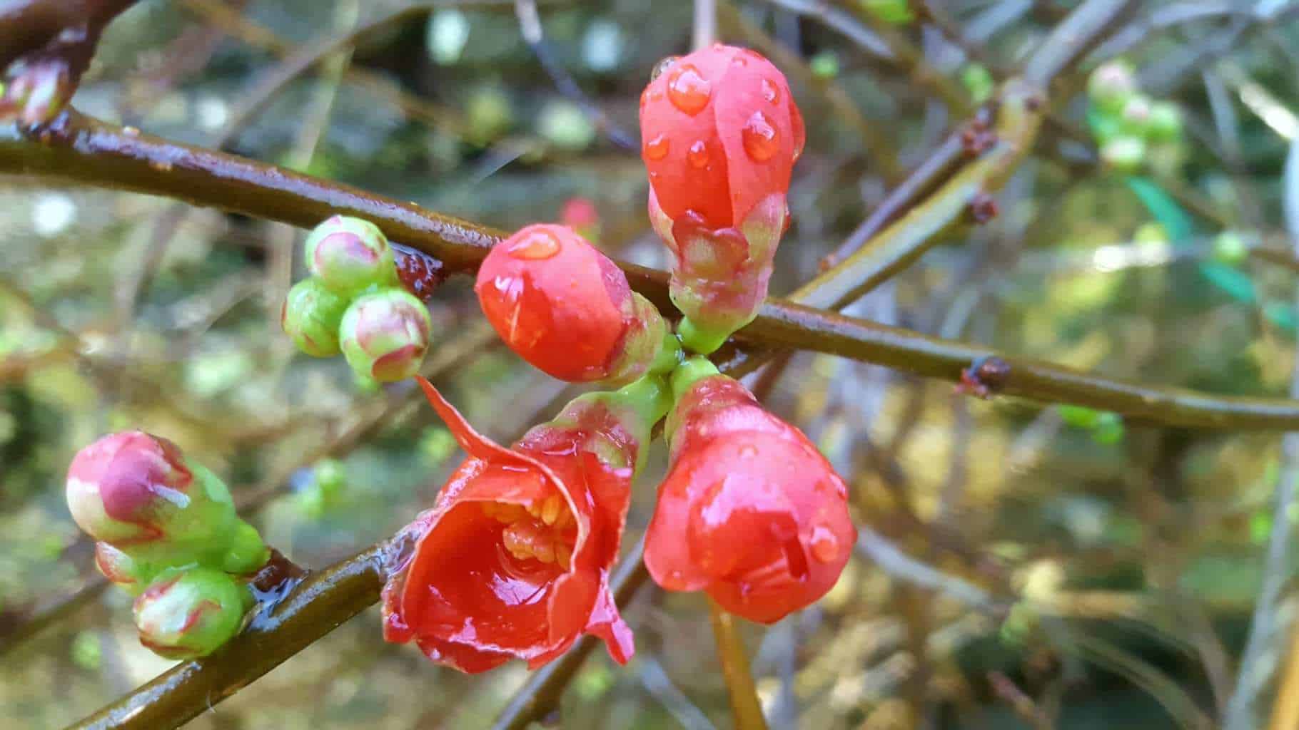 December in our garden - a garden diary December in our garden - Japanese quince