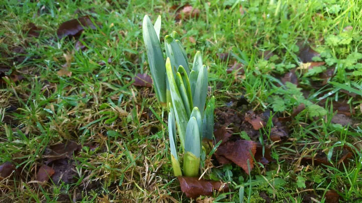 December in our garden - a garden diary December in our garden - new bulb growth