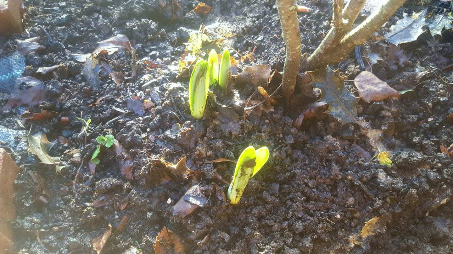December in our garden - a garden diary December in our garden - new bulb growth