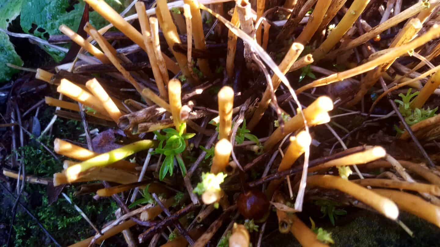December in our garden - a garden diary December in our garden - new growth