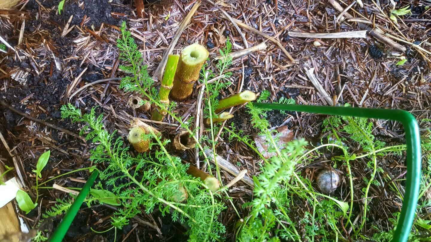 December in our garden - a garden diary December in our garden - cut back dahlia stems
