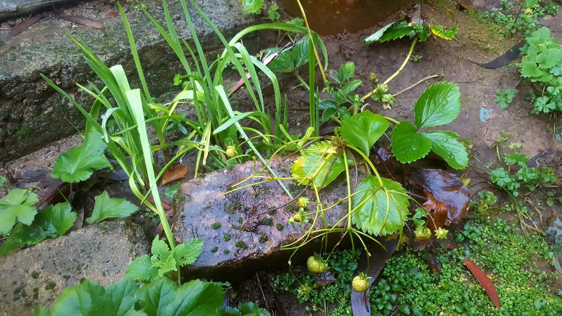 December in our garden - a garden diary December in our garden - garlic and strawberries