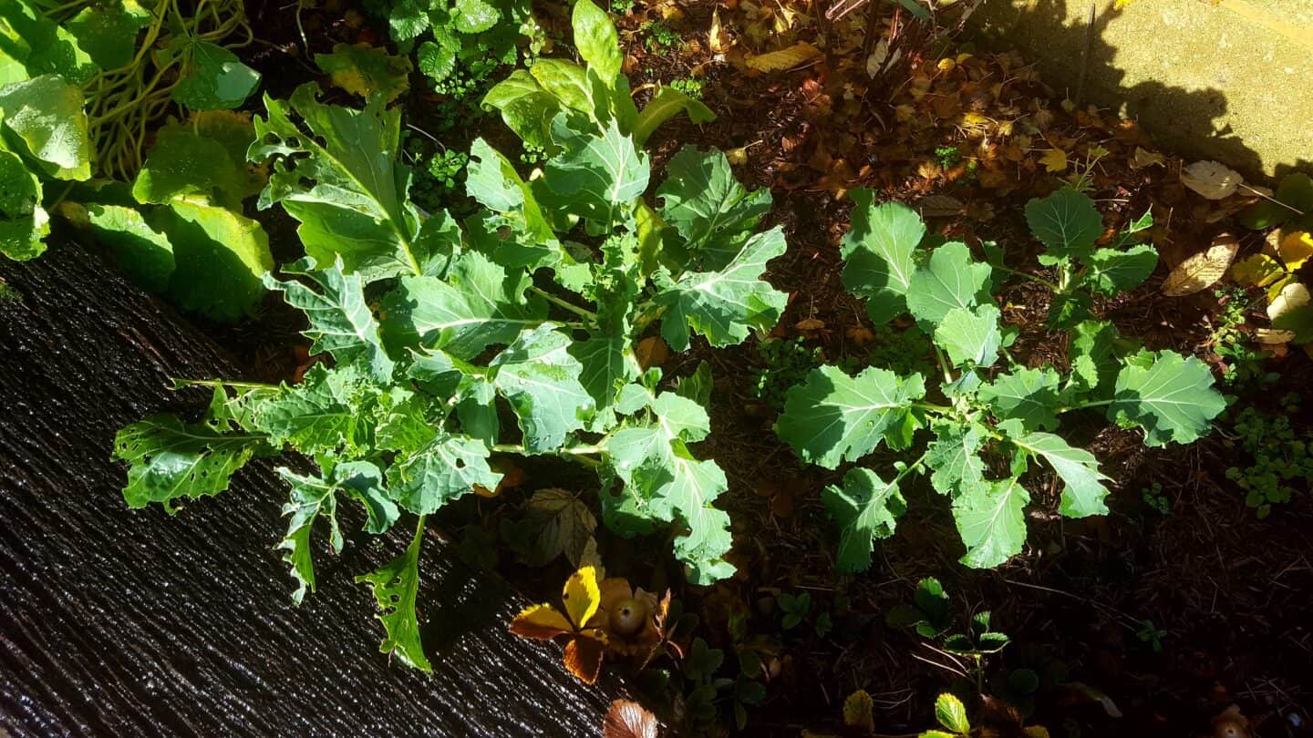 December in our garden - a garden diary December in our garden - sprouting broccoli