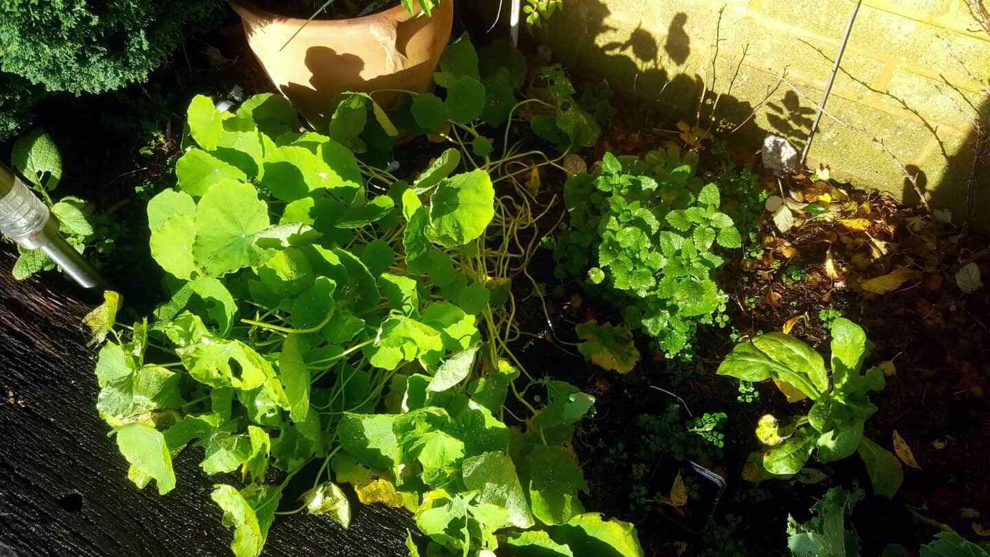 December in our garden - a garden diary December in our garden - nasturtiums & lemon balm