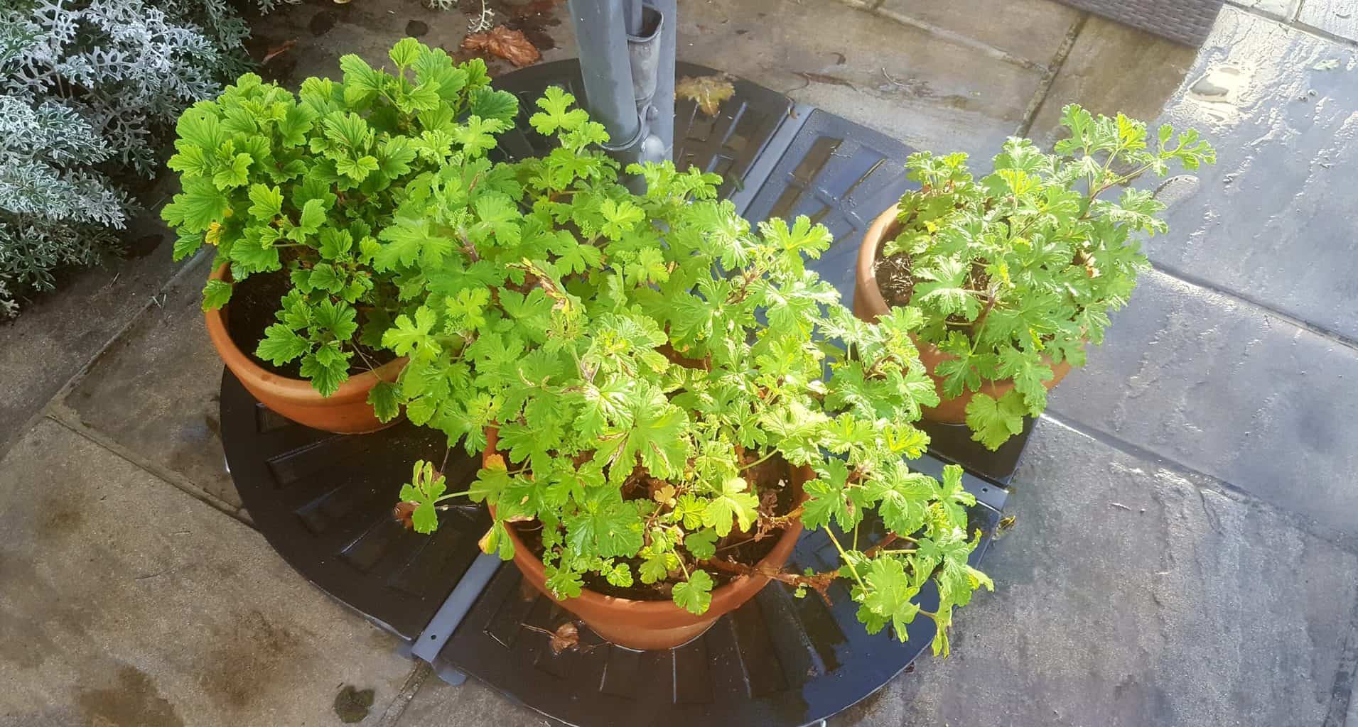 December in our garden - a garden diary December in our garden - pelargoniums
