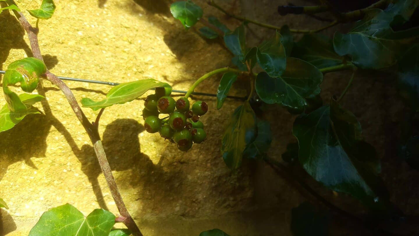 December in our garden - a garden diary December in our garden - ivy berries