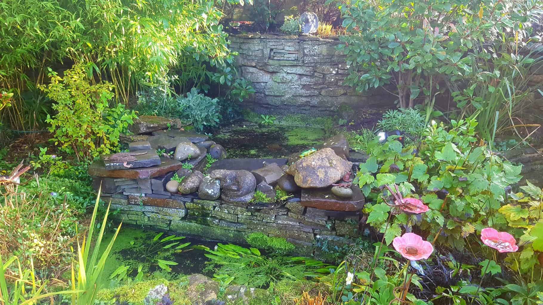 December in our garden - a garden diary December in our garden - wildlife ponds