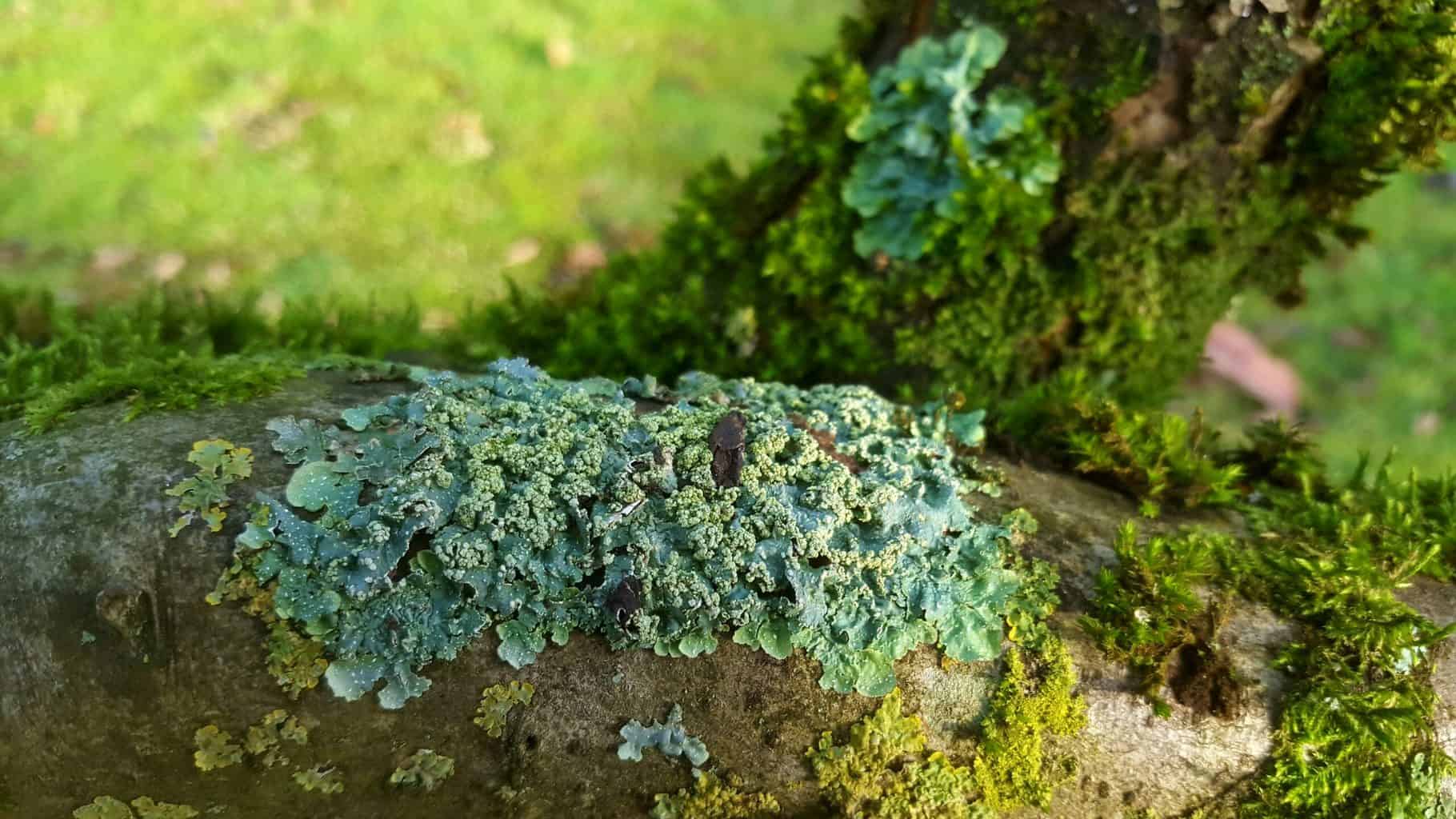 December in our garden - a garden diary December in our garden - lichens
