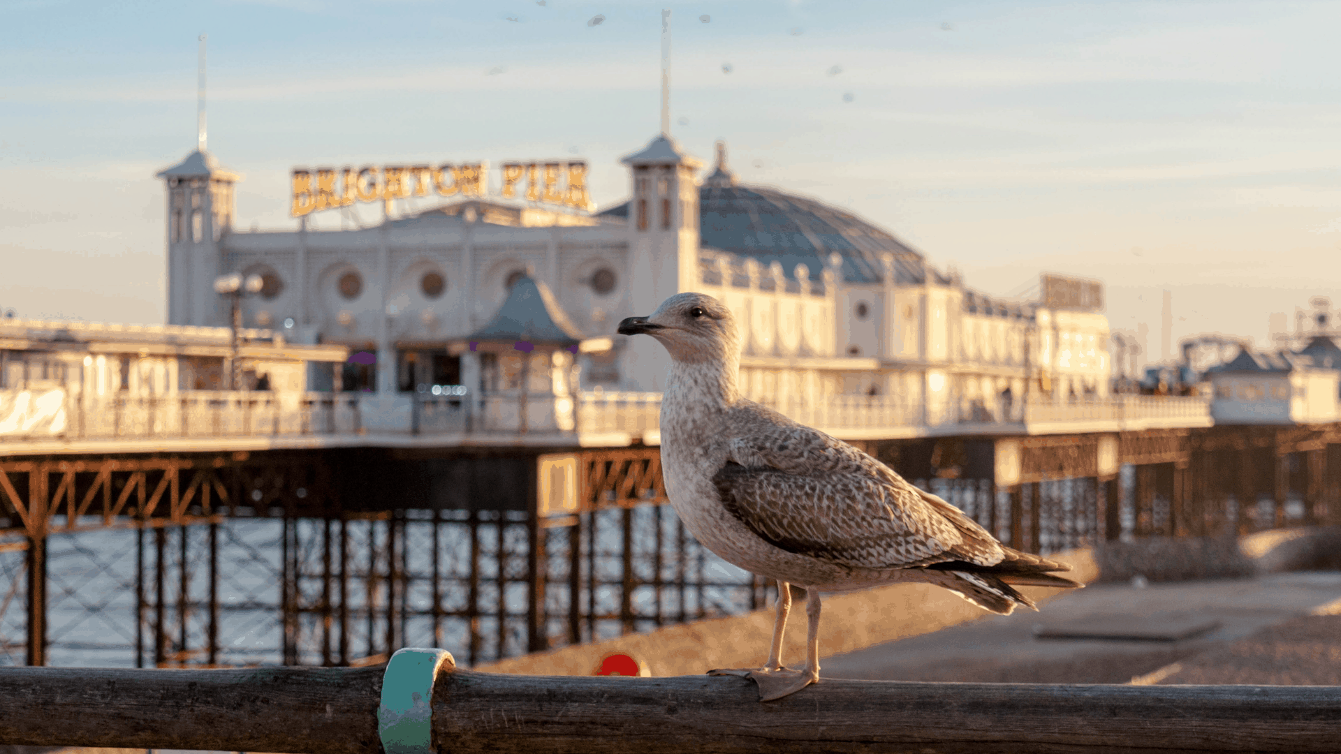 10 Fun UK Staycation Ideas Inspired By The Movies * Fun UK staycation ideas - Brighton Pier and seagull