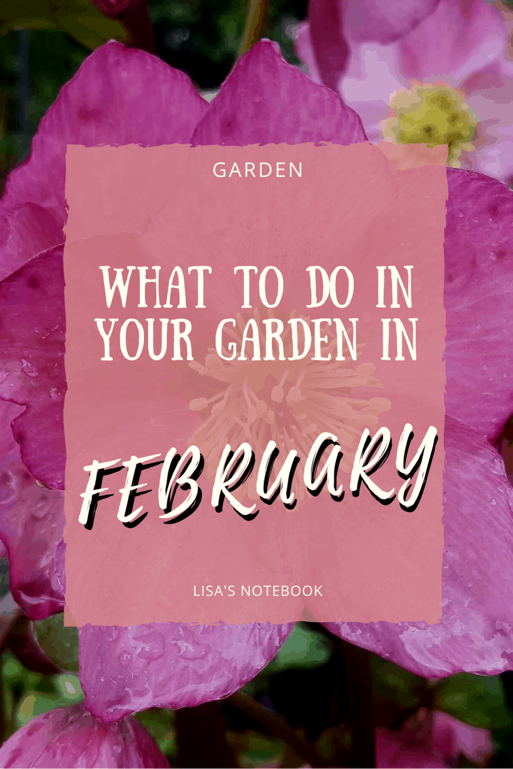 Gardening in February - February's garden blog Gardening in January - pink hellebores