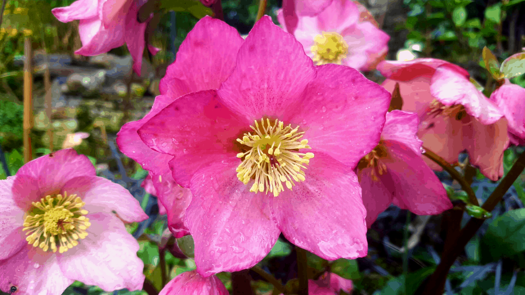 Gardening in February - February's garden blog Gardening in February - pink hellebores