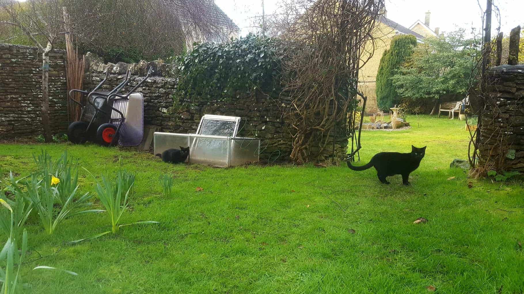 Gardening in February - February's garden blog Black cats in orchard