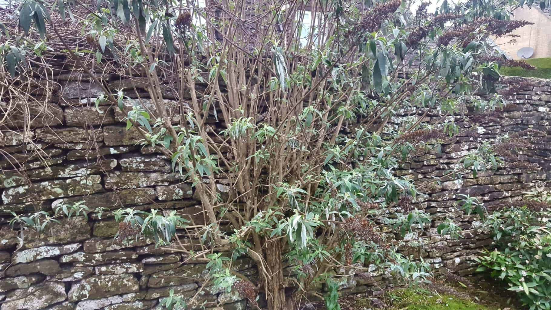 Gardening in February - February's garden blog Buddleia