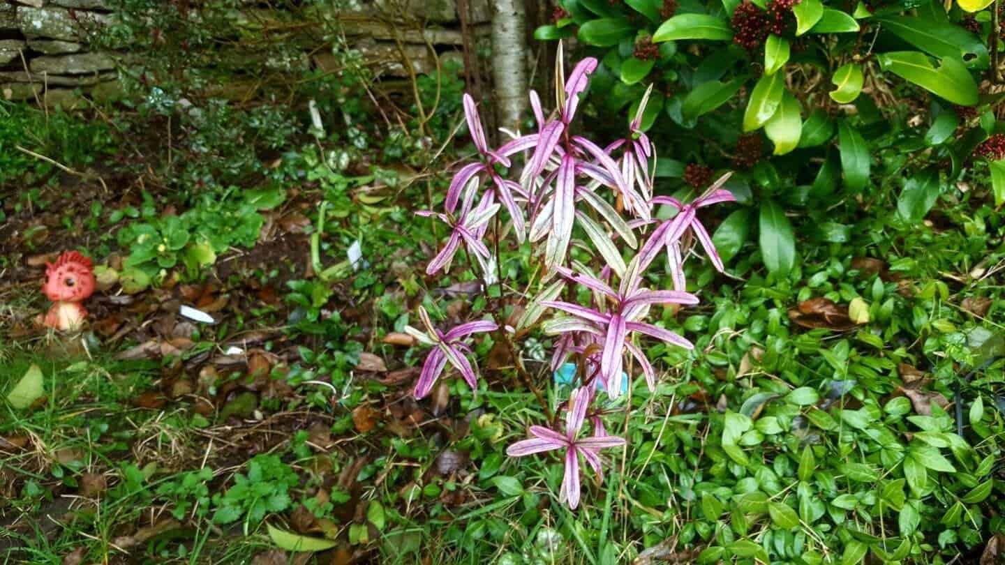 Gardening in February - February's garden blog Hebe - perennial shrub