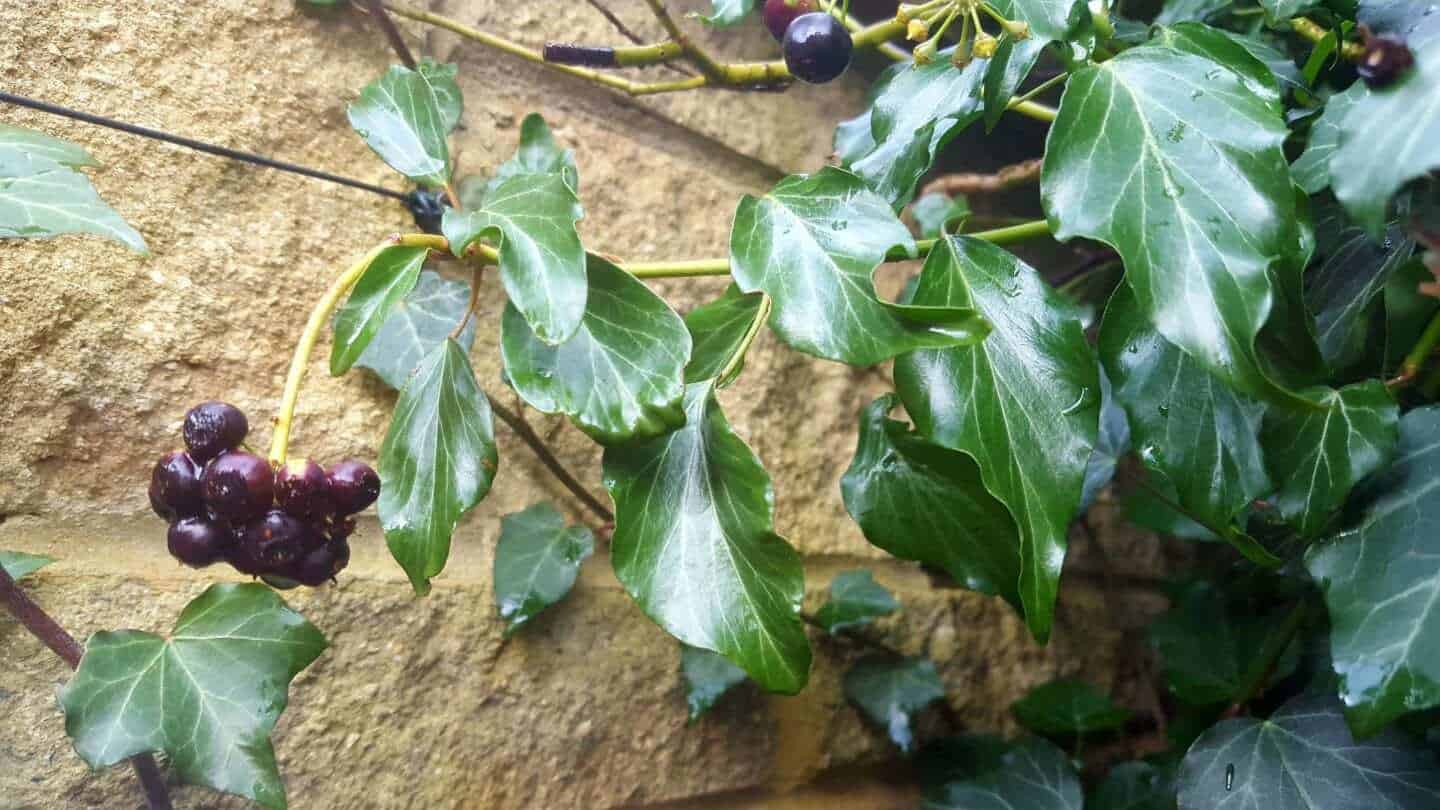 Gardening in February - February's garden blog Ivy on a wall
