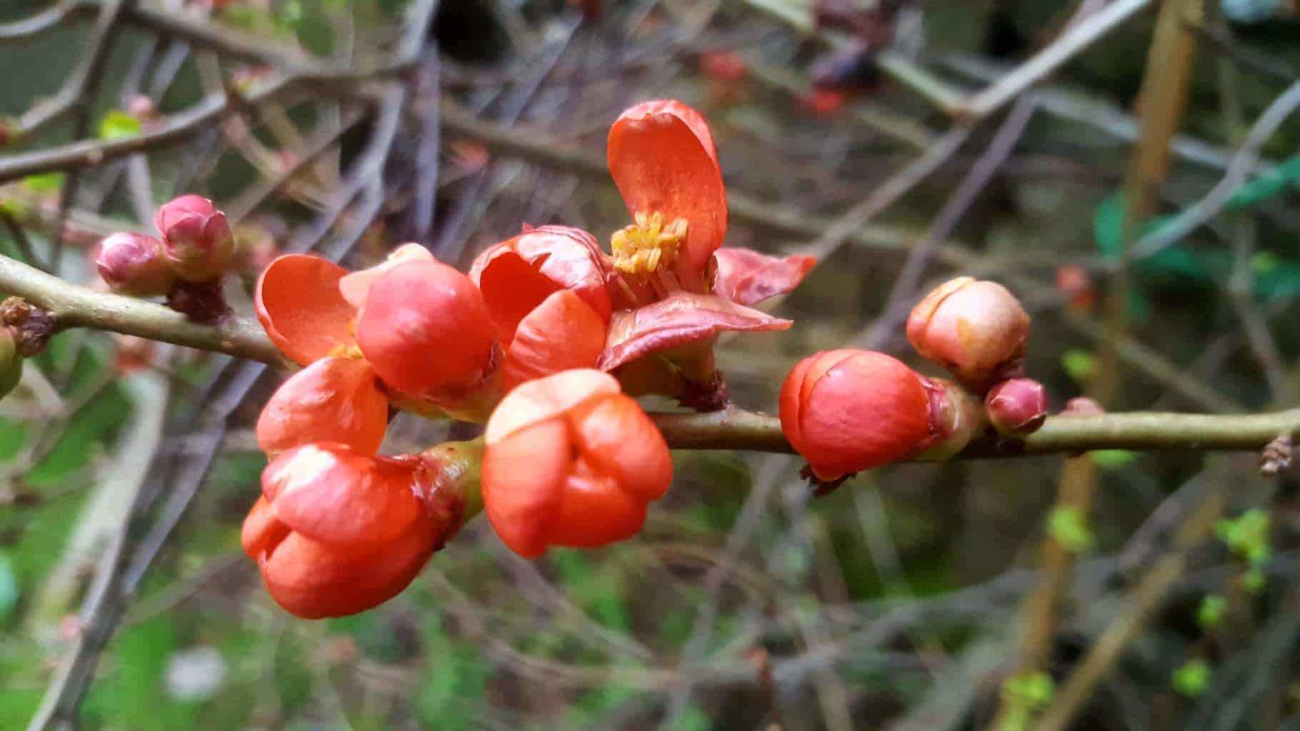 Gardening in February - February's garden blog Red flowering Japanese quince