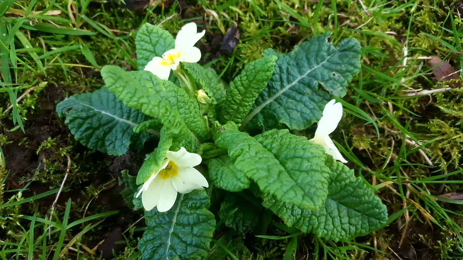 Gardening in February - February's garden blog Pale yellow wild primrose