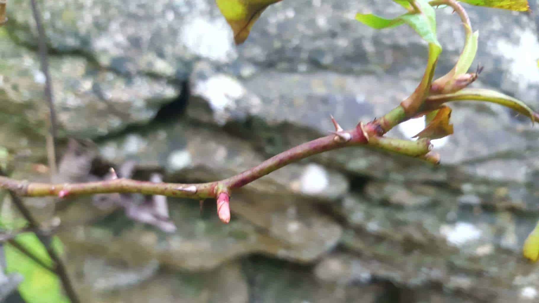 Gardening in February - February's garden blog New growth on rose