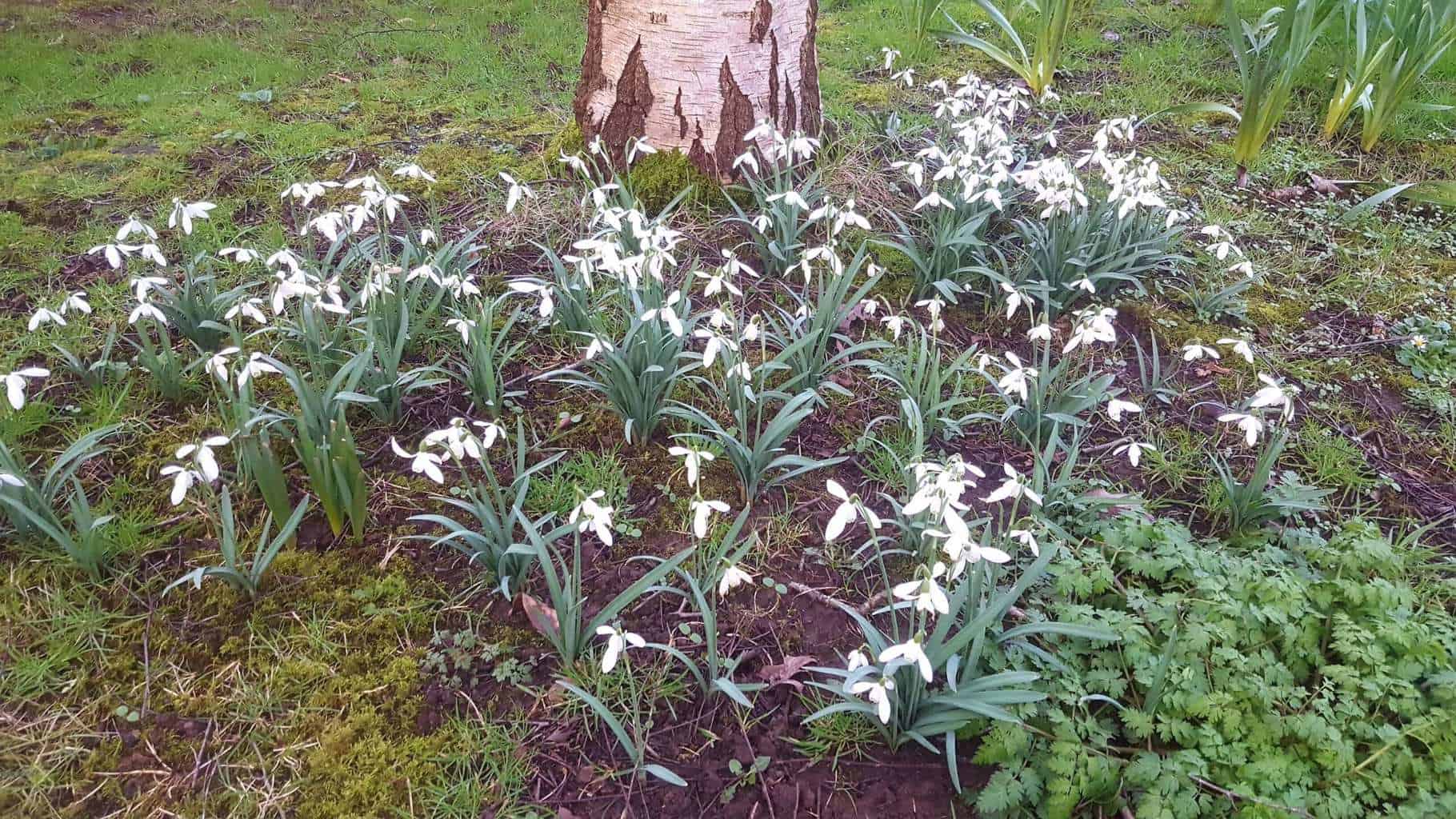 Gardening in February - February's garden blog Snowdrops