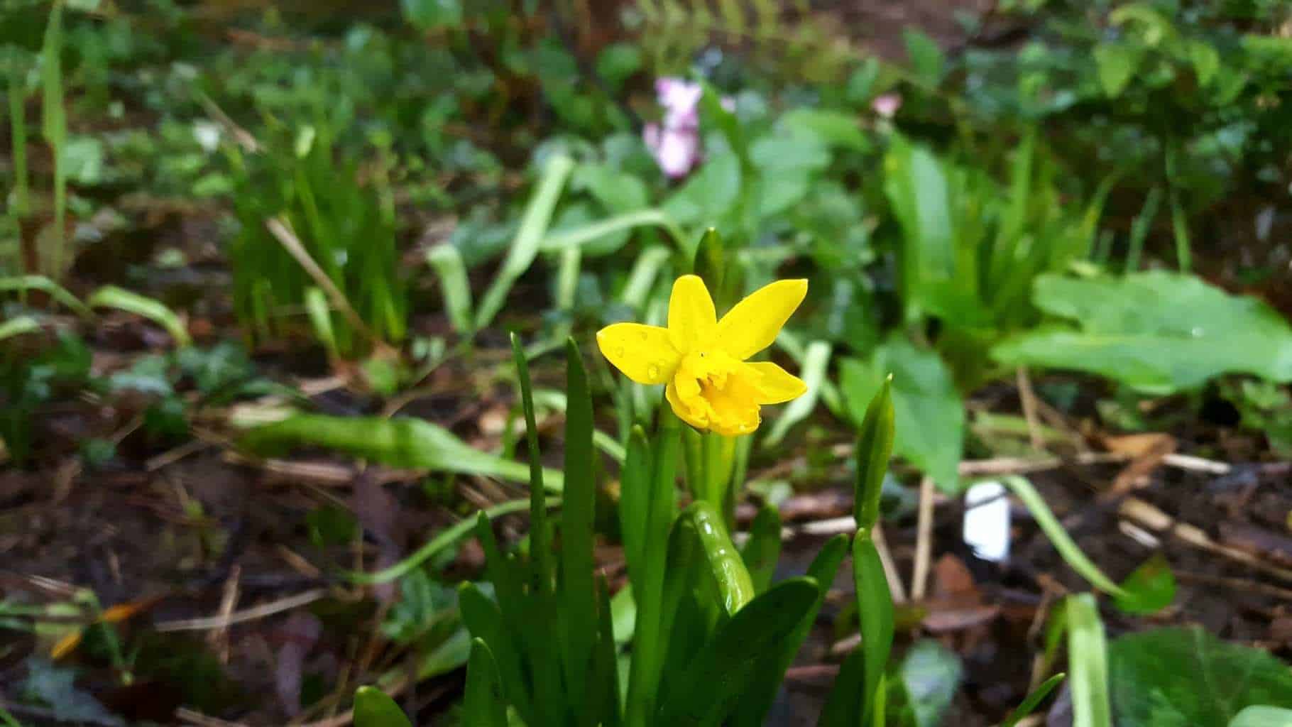 Gardening in February - February's garden blog Yellow tete a tete flower