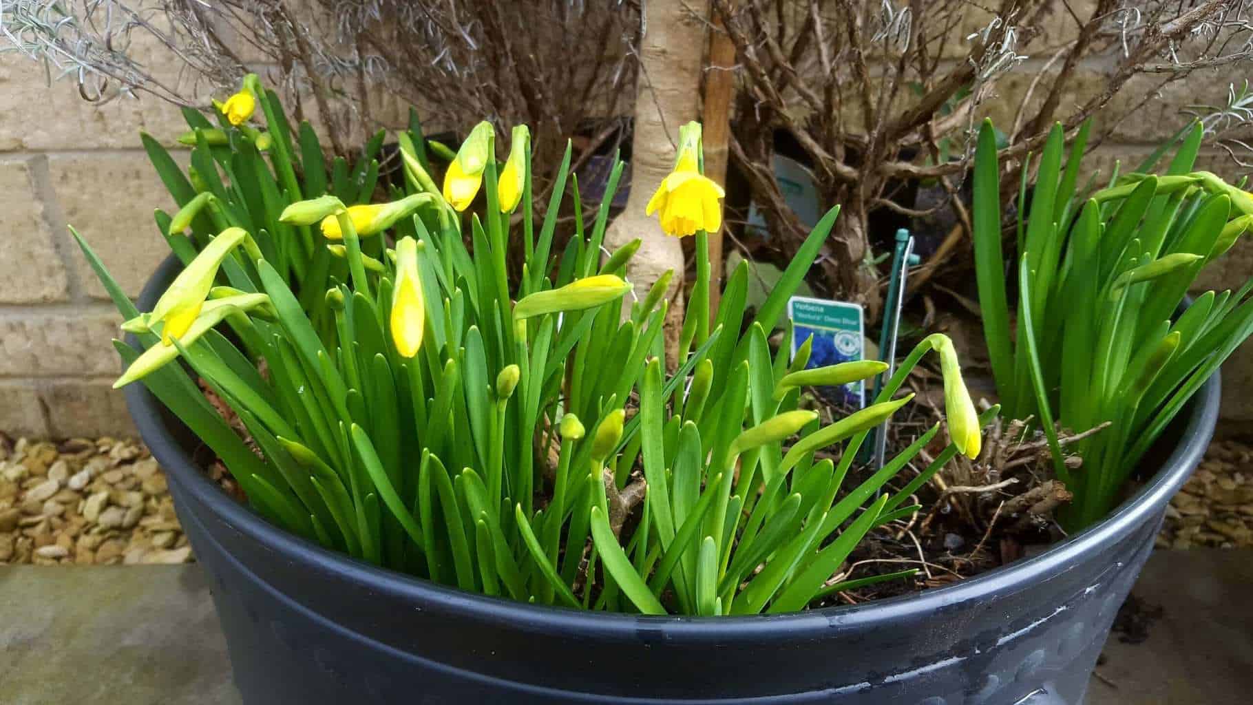 Gardening in February - February's garden blog Yellow tete a tete flowers in a pot