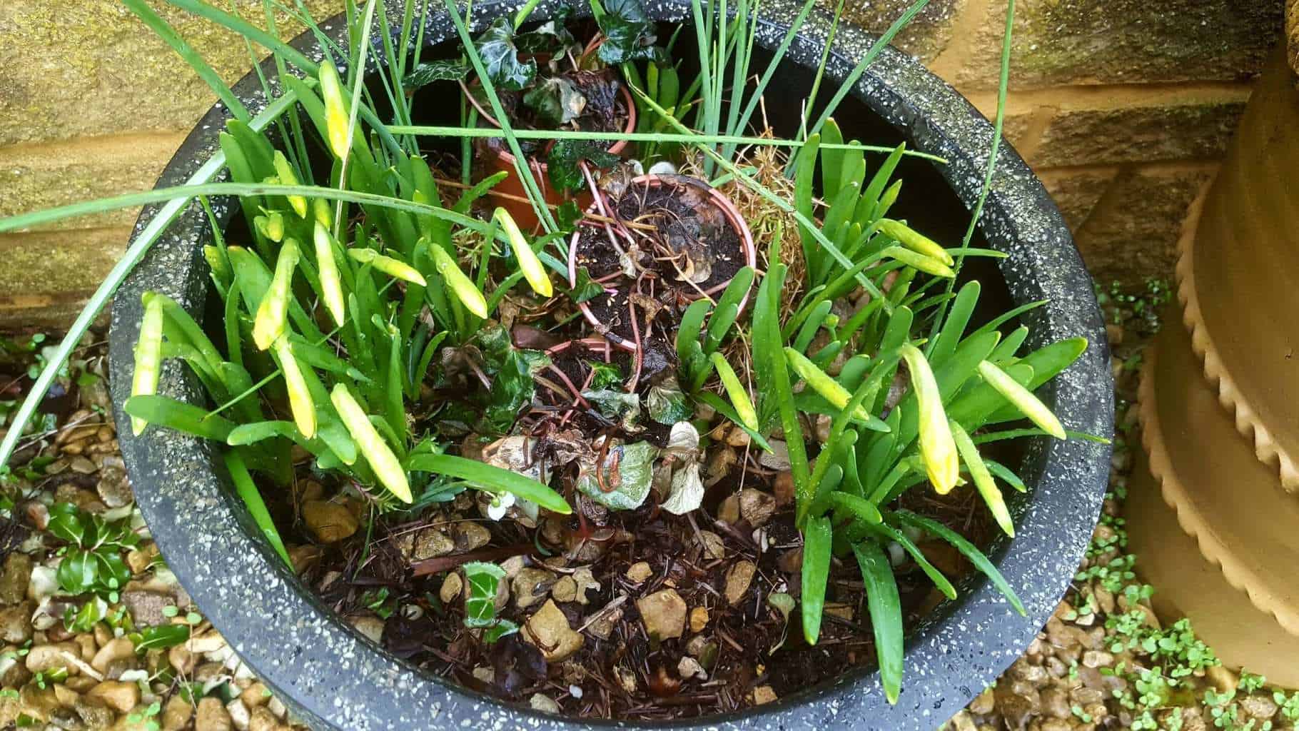 Gardening in February - February's garden blog Yellow tete a tete flowers in a pot