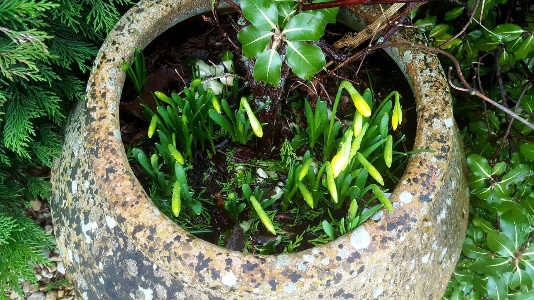 Gardening in February - February's garden blog Yellow tete a tete flowers in a pot