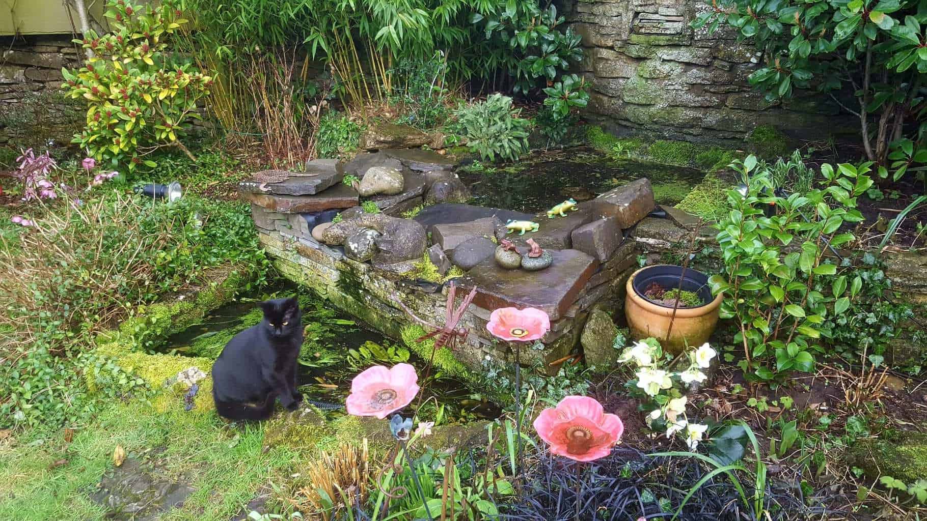 Gardening in February - February's garden blog Black cat by wildlife pond