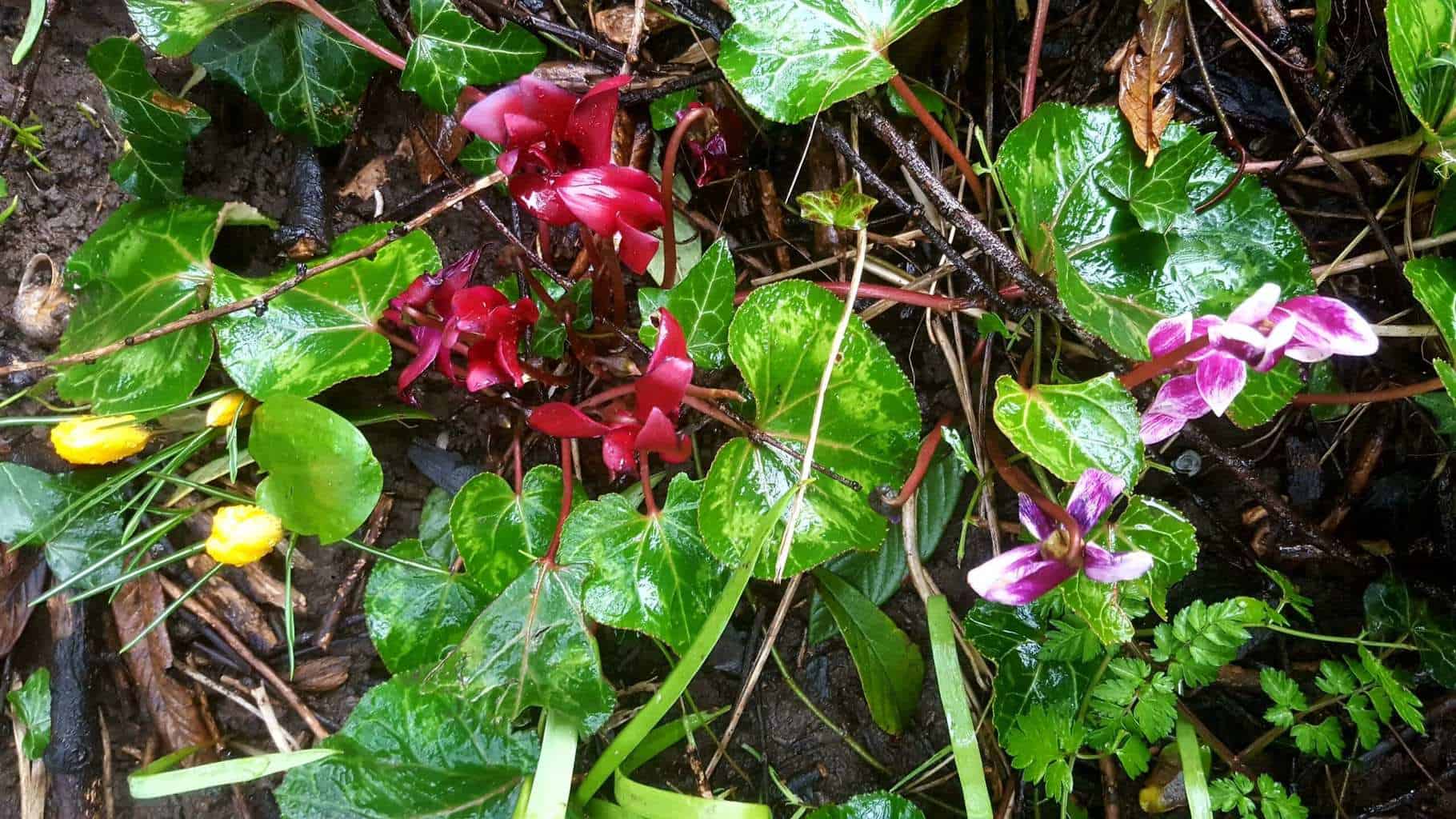 Gardening in February - February's garden blog Woodland plants: cyclamen, crocus