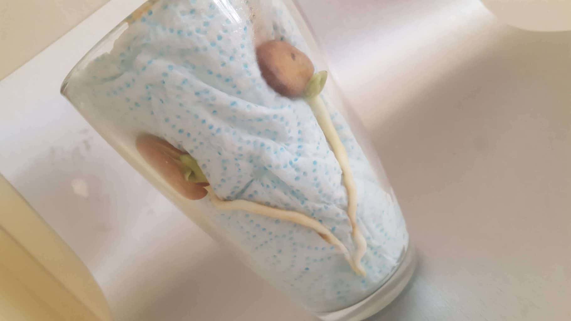 Fun science experiments for kids at home: Waste of Space * fun-science-experiments-for-kids-waste-of-space_13-bean-before