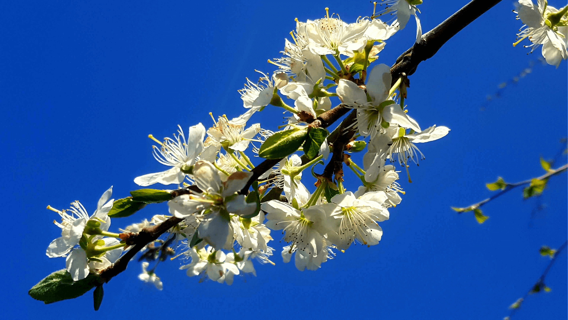 Gardening in April - April's garden blog Gardening-in-April-plum-blossom