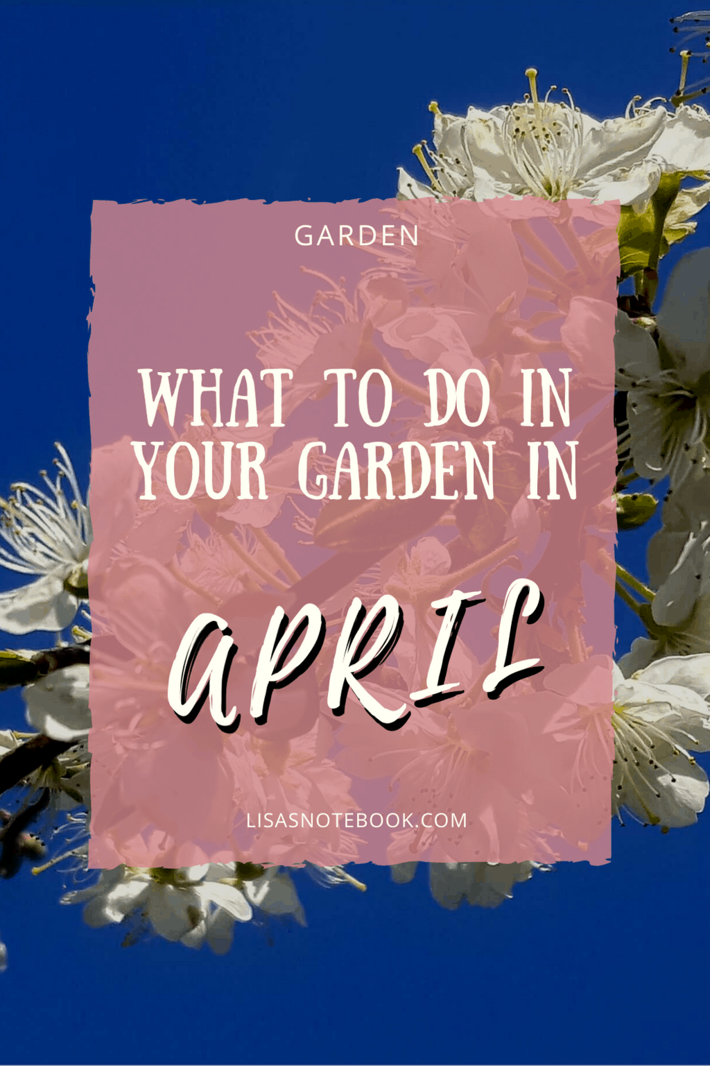 Gardening in April - April's garden blog Gardening-in-April-plum-blossom