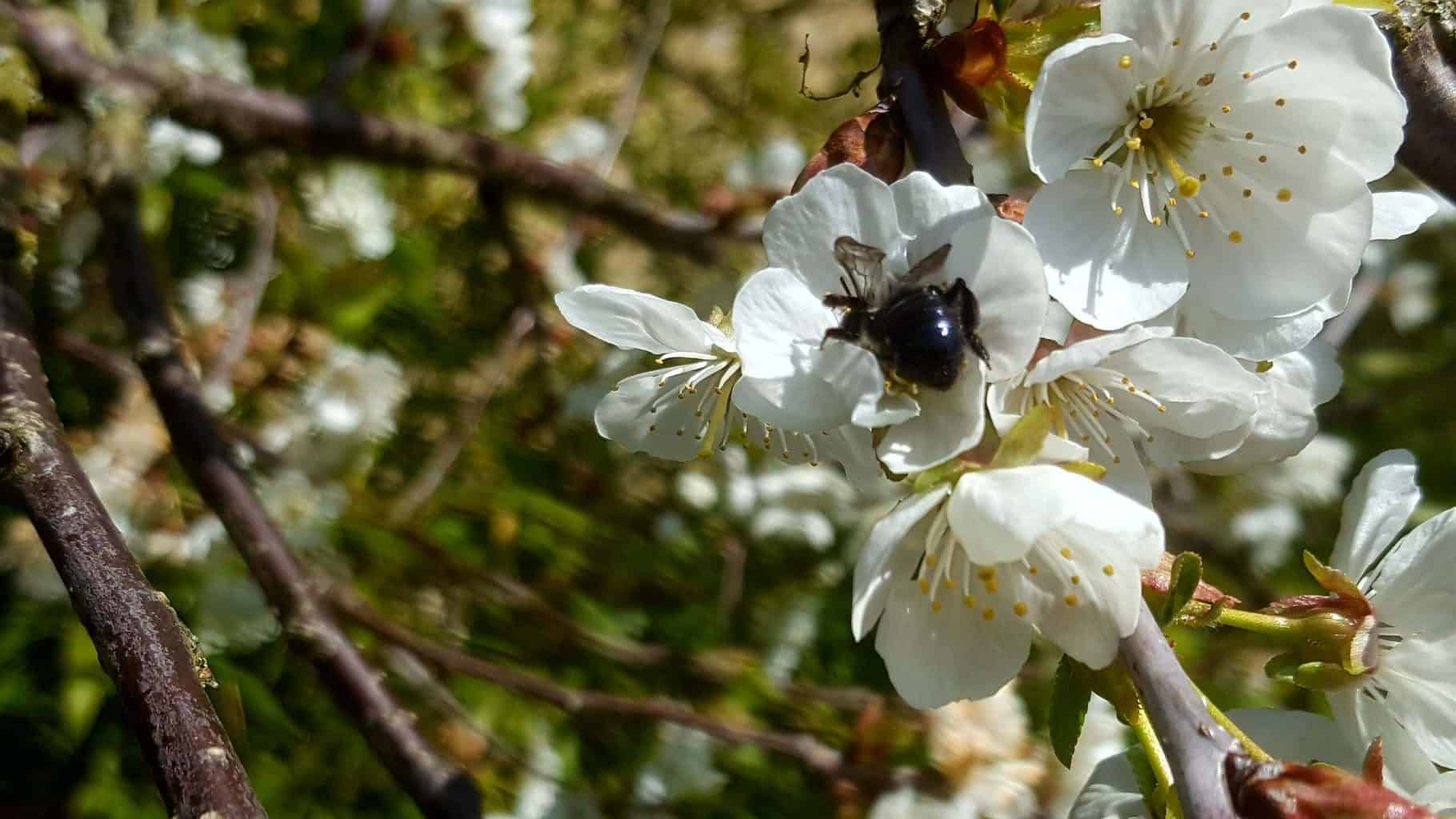 Gardening in April - April's garden blog Gardening-in-April-bee-on-cherry-blossom