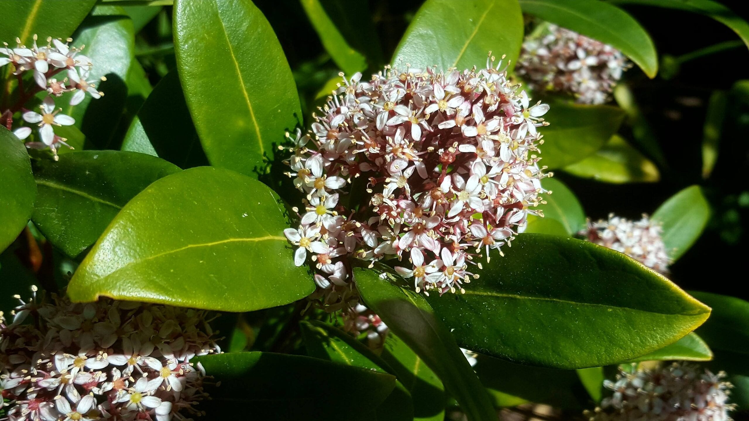 Gardening in April - April's garden blog Gardening-in-April-bee-on-skimmia
