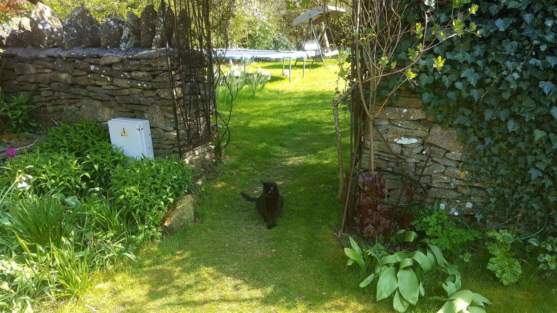 Gardening in April - April's garden blog Gardening-in-April-black-cat-in-garden