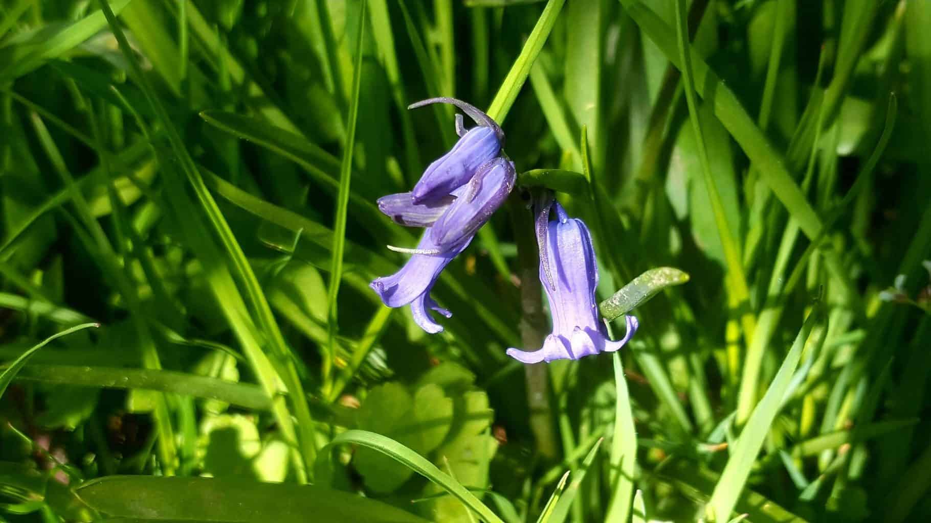 Gardening in April - April's garden blog Gardening-in-April-bluebells