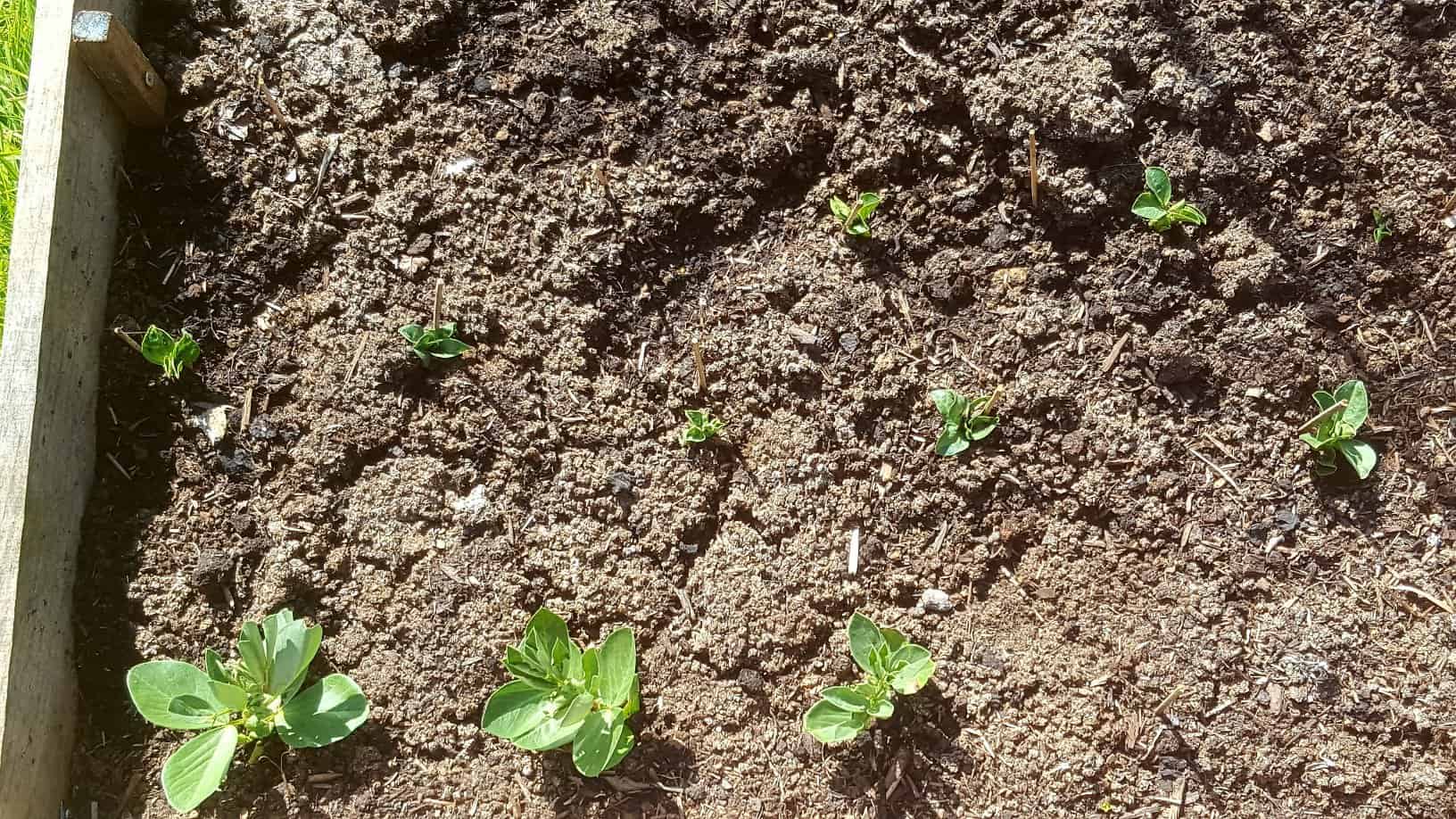 Gardening in April - April's garden blog Gardening-in-April-broad-beans