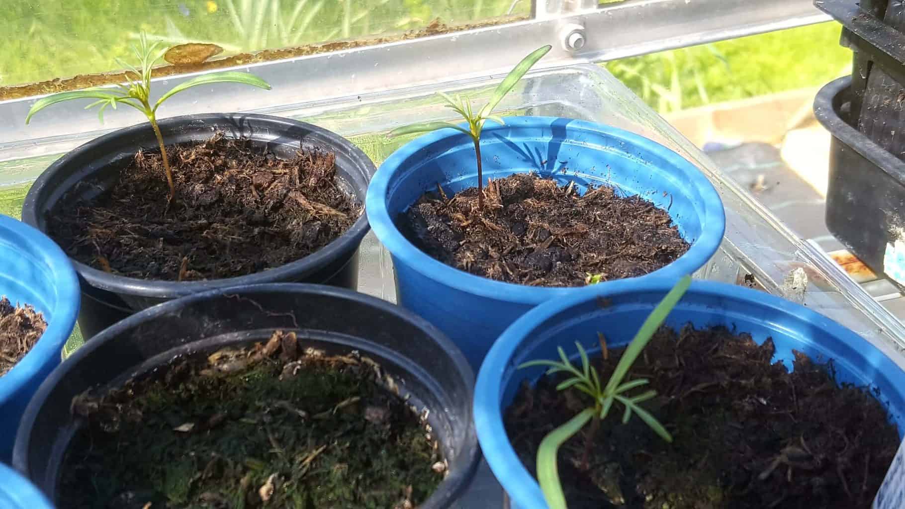 Gardening in April - April's garden blog Gardening-in-April-cosmos-seedlings