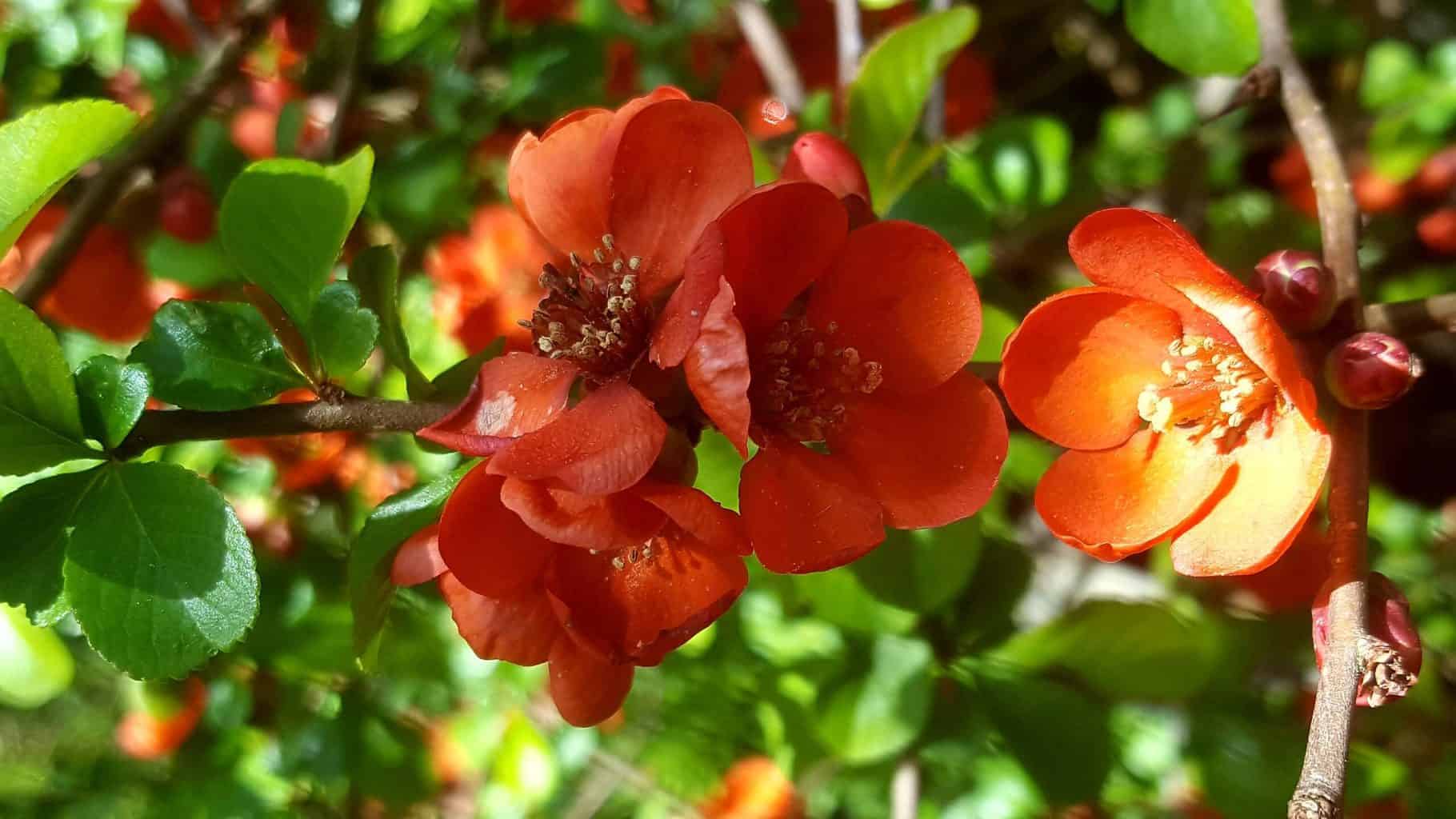Gardening in April - April's garden blog Gardening-in-April-japanese-quince