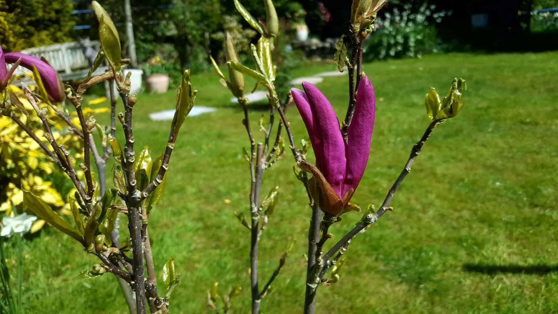 Gardening in April - April's garden blog Gardening-in-April-magnolia