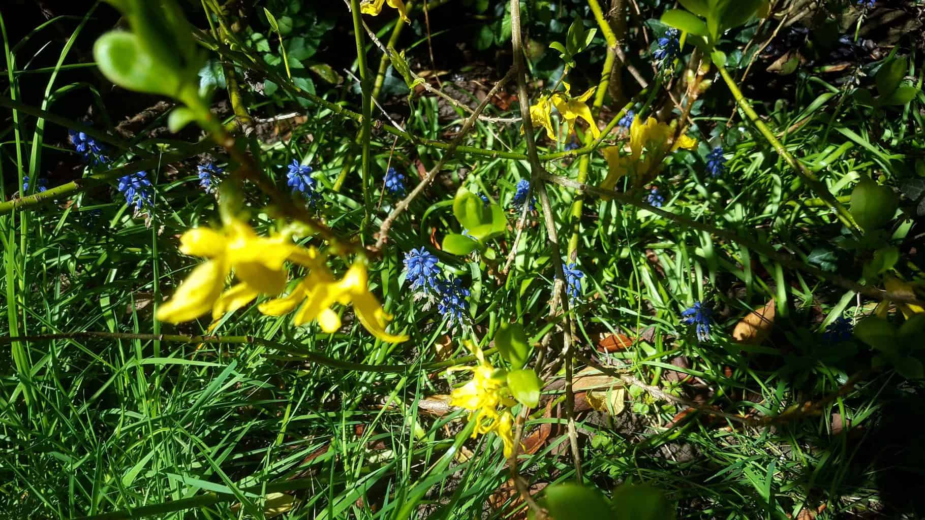 Gardening in April - April's garden blog Gardening-in-April-muscari-forsythia