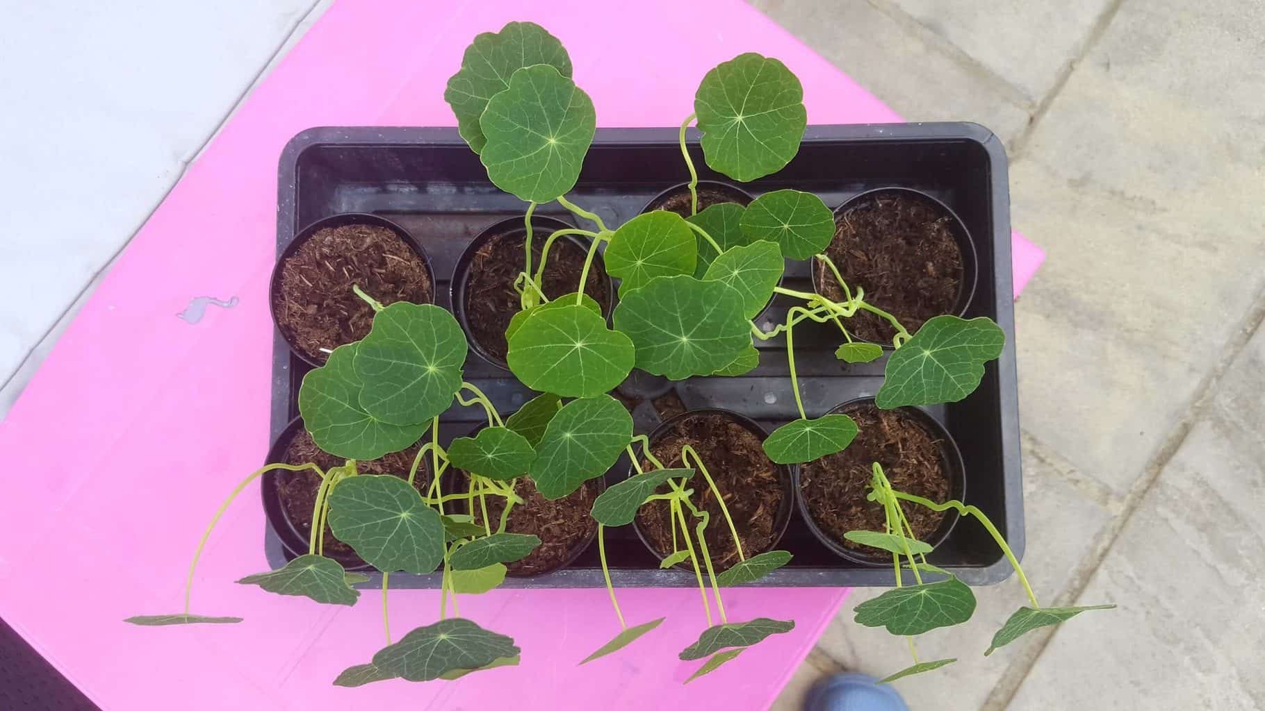 Gardening in April - April's garden blog Gardening-in-April-nasturtium-seedlings