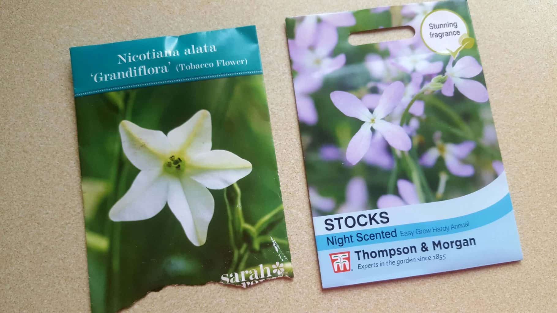 Gardening in April - April's garden blog Gardening-in-April-nicotania-stock-seeds