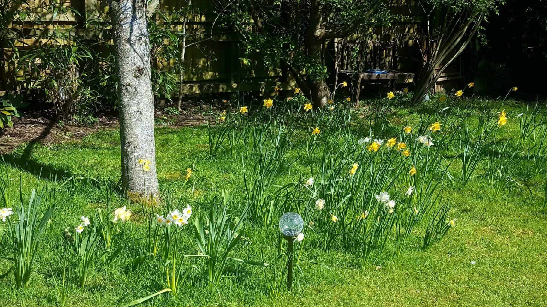 Gardening in April - April's garden blog Gardening-in-April-orchard-daffodils