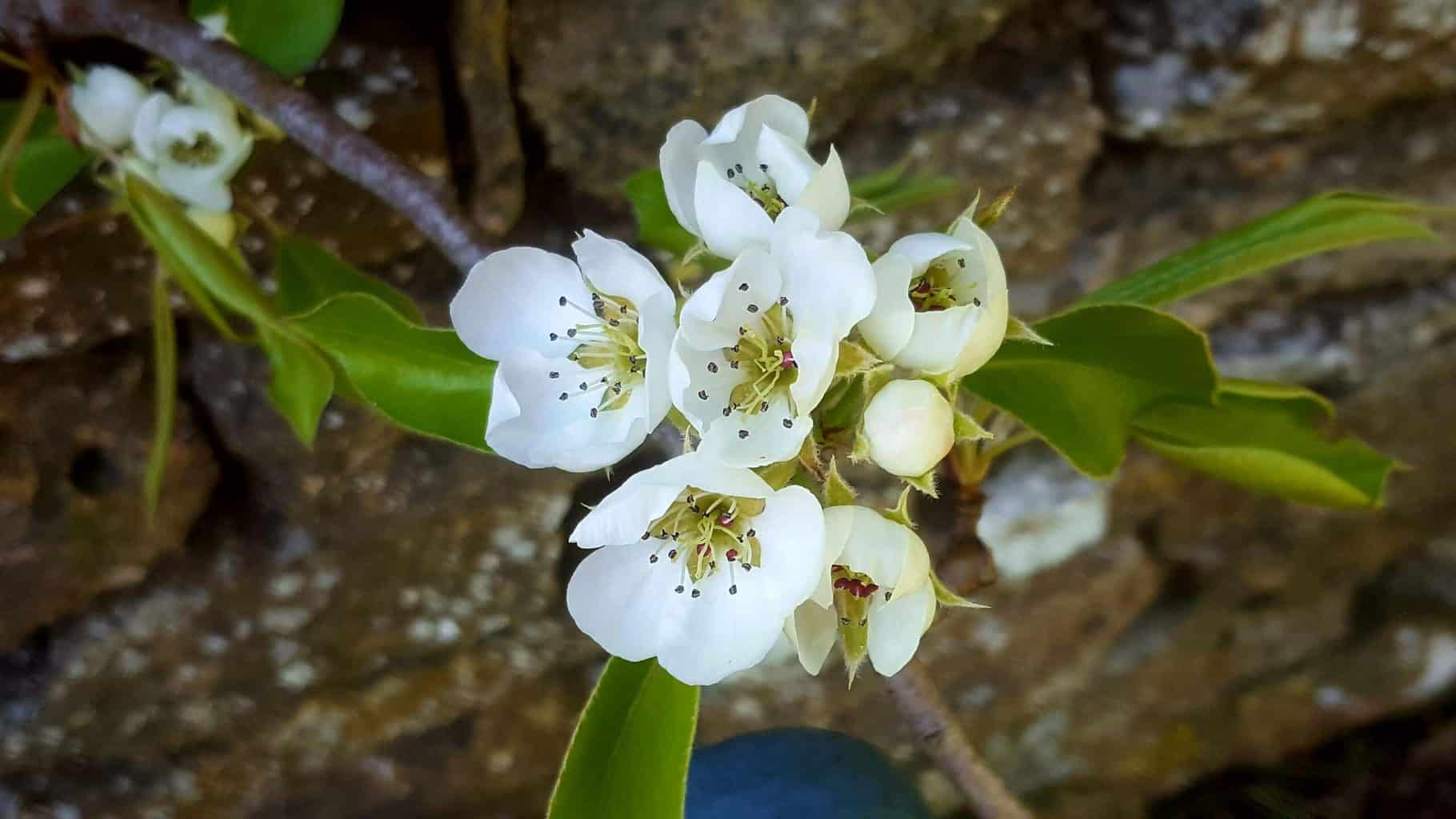 Gardening in April - April's garden blog Gardening-in-April-pear-blossom