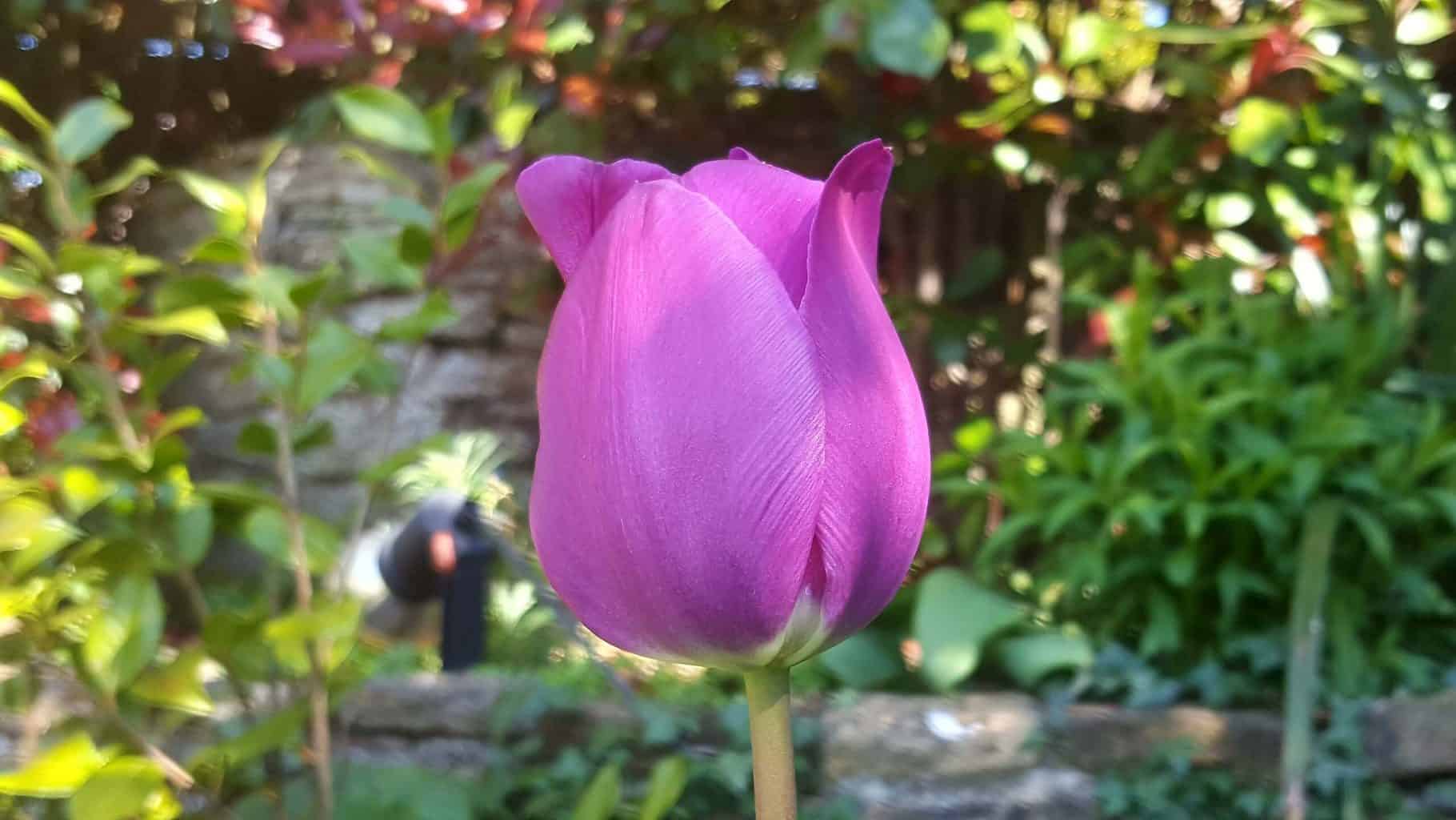 Gardening in April - April's garden blog Gardening-in-April-purple-tulip