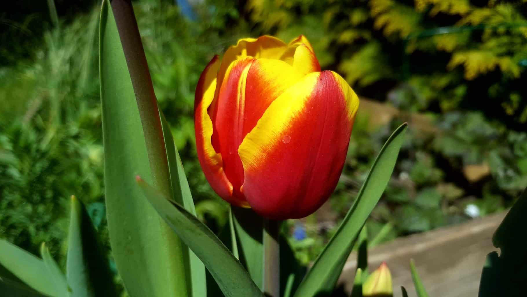 Gardening in April - April's garden blog Gardening-in-April-red-yellow-tulip