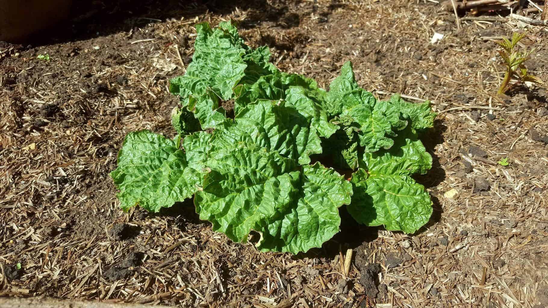 Gardening in April - April's garden blog Gardening-in-April-rhubarb