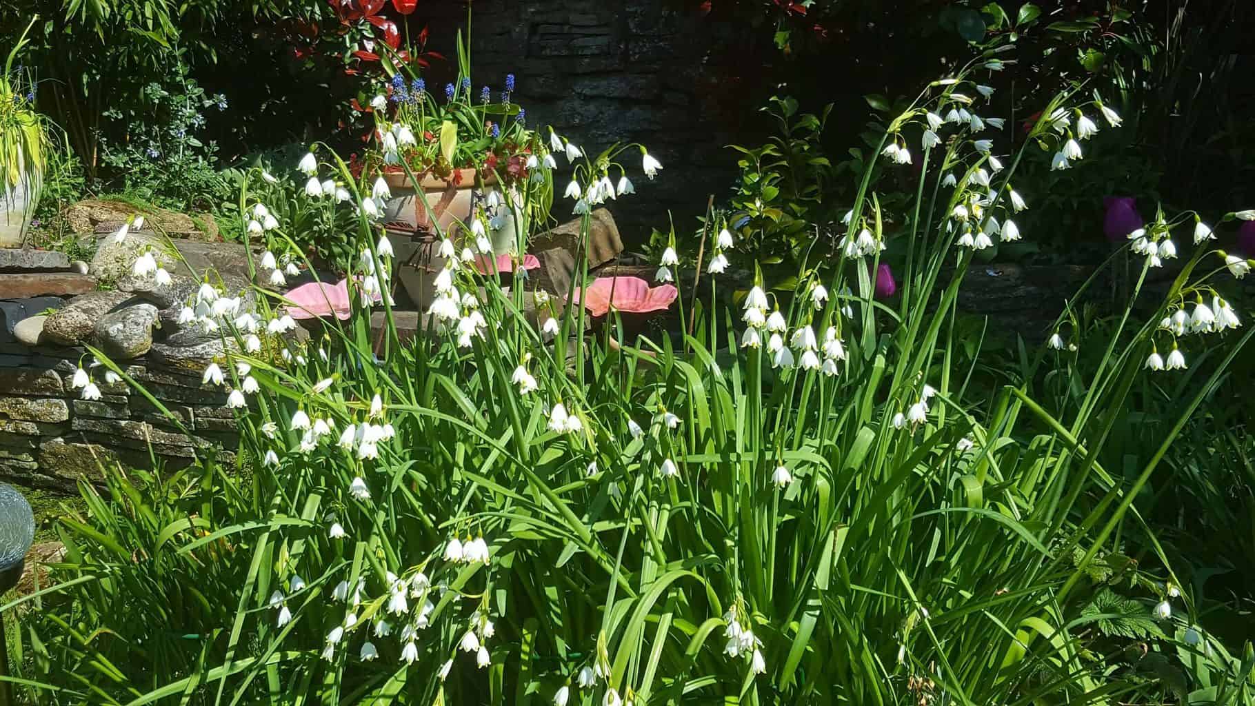 Gardening in April - April's garden blog Gardening-in-April-summer-snowflakes