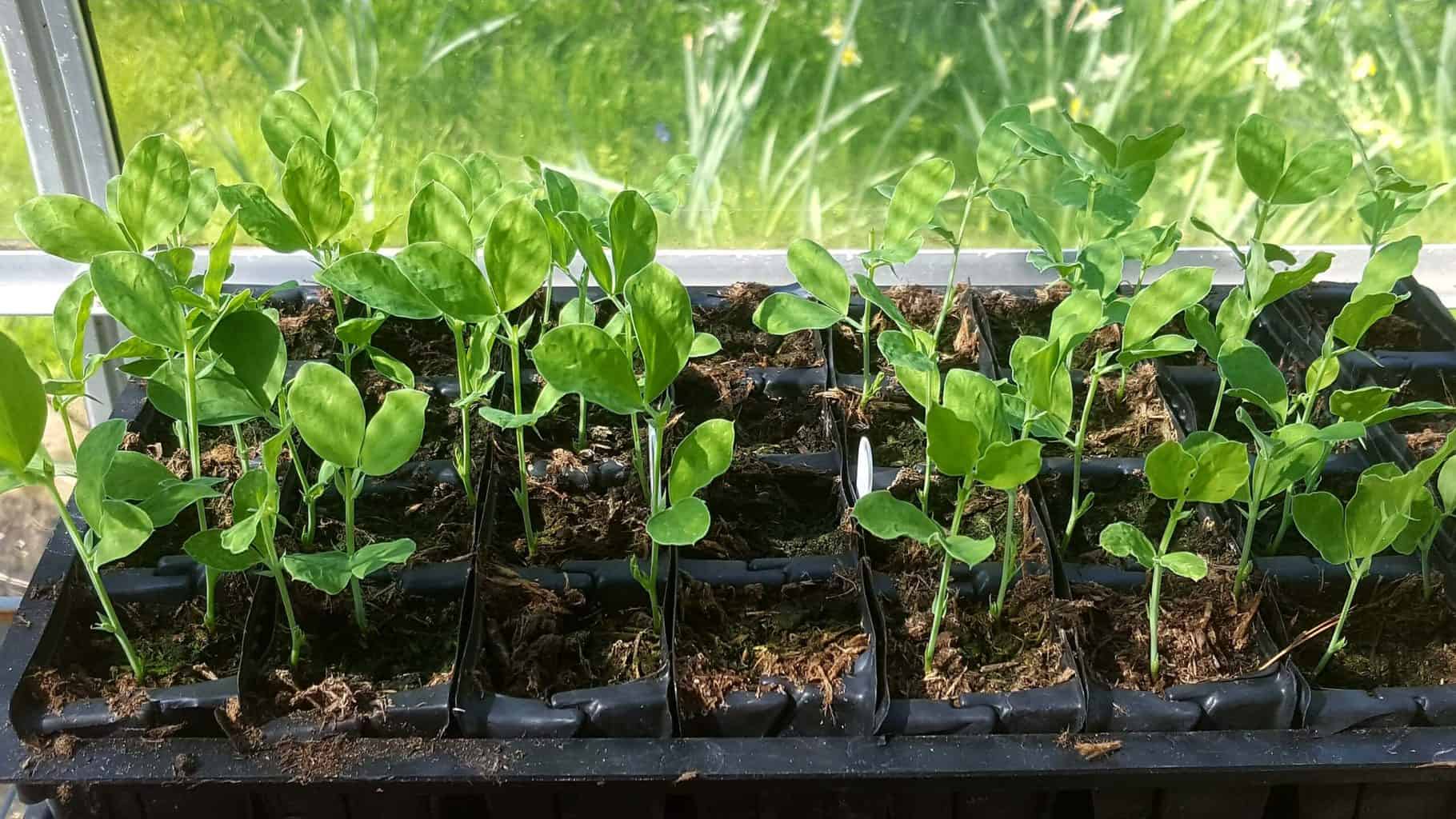 Gardening in April - April's garden blog Gardening-in-April-sweet-pea-seedlings